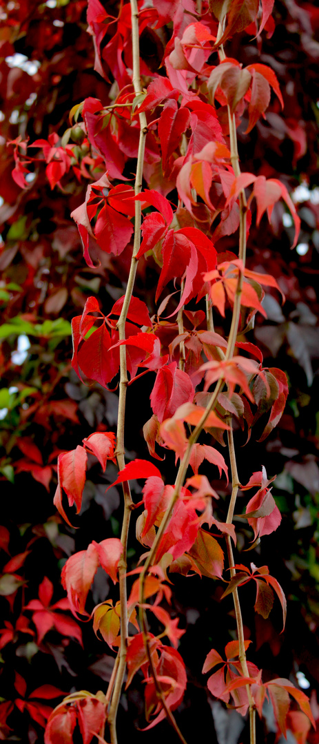 Herbst in Rot