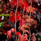 Herbst in Rot