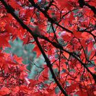 Herbst in rot