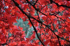 Herbst in rot