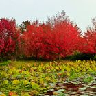 Herbst in Rot.