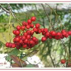 Herbst in rot