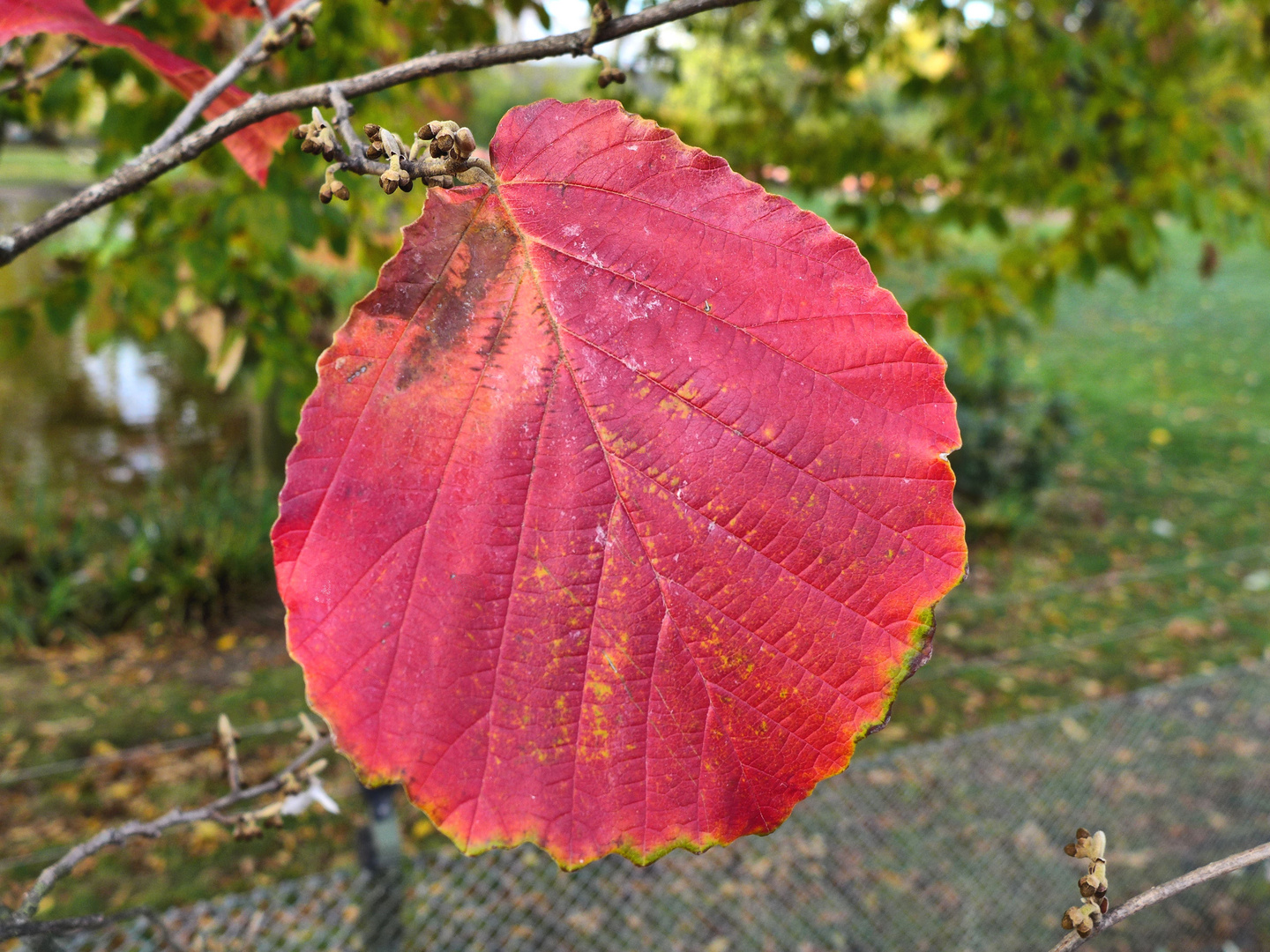 Herbst in Rot