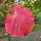 Herbst in Rot