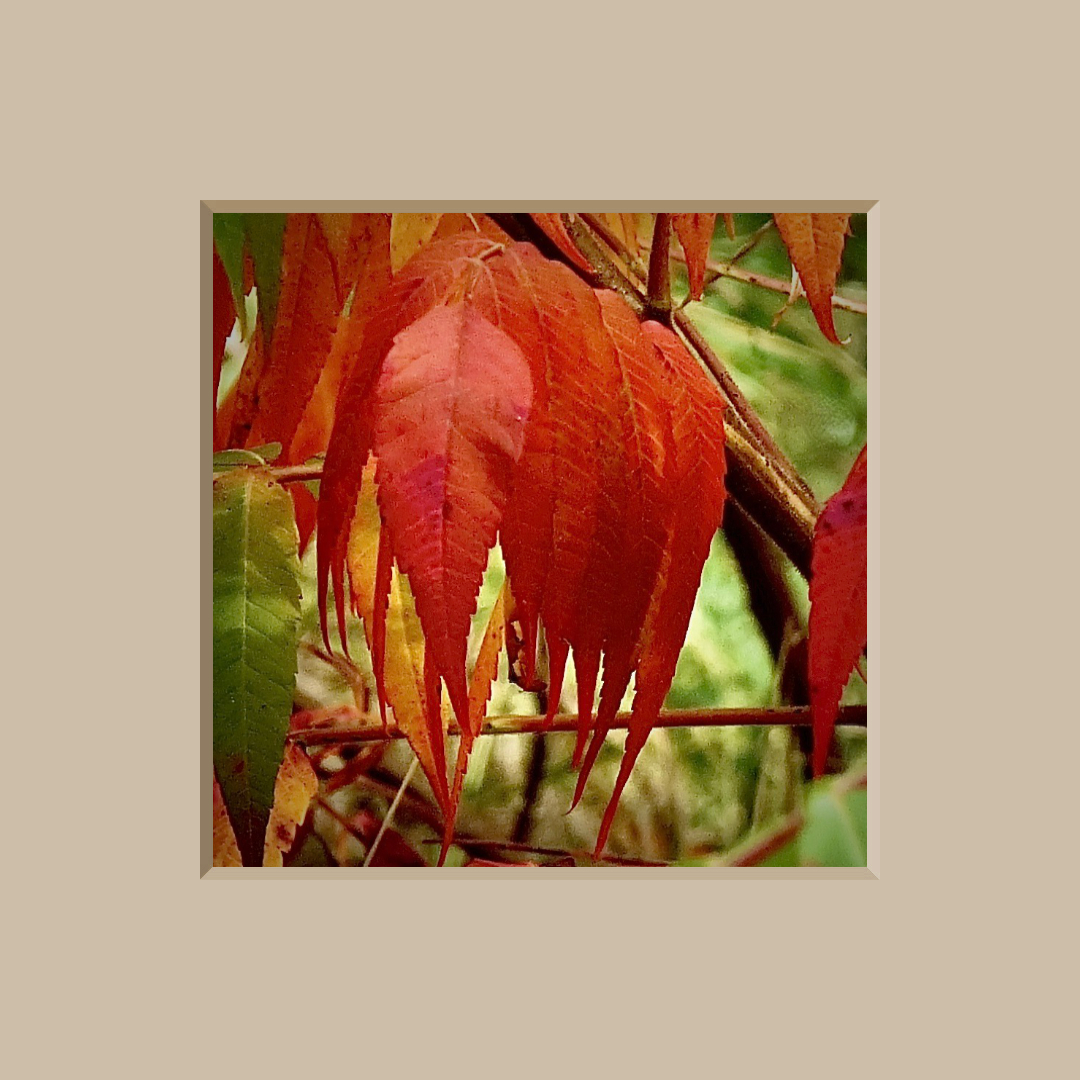 herbst in rot