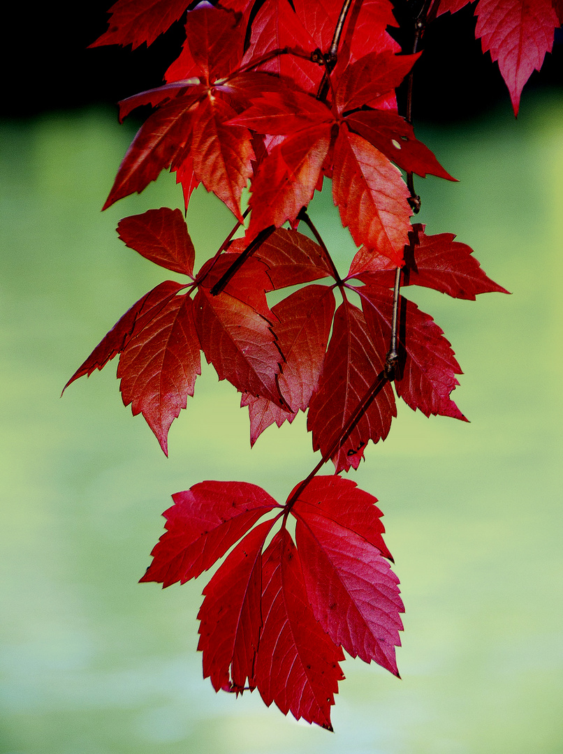 Herbst in Rot