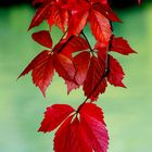 Herbst in Rot