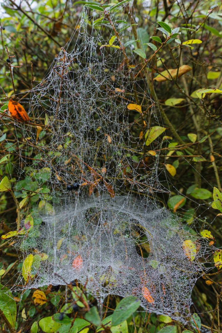 Herbst in Rot, Gelb und Grün - Das Konzept wird klar