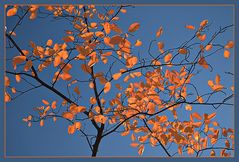 Herbst in Rot und Blau