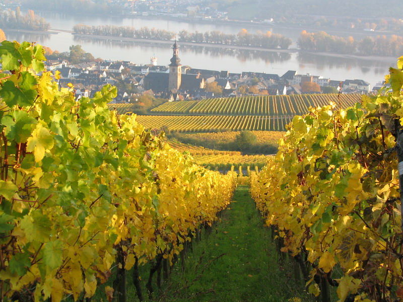 Herbst in Rüdesheim (2)