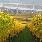 Herbst in Rüdesheim (2)