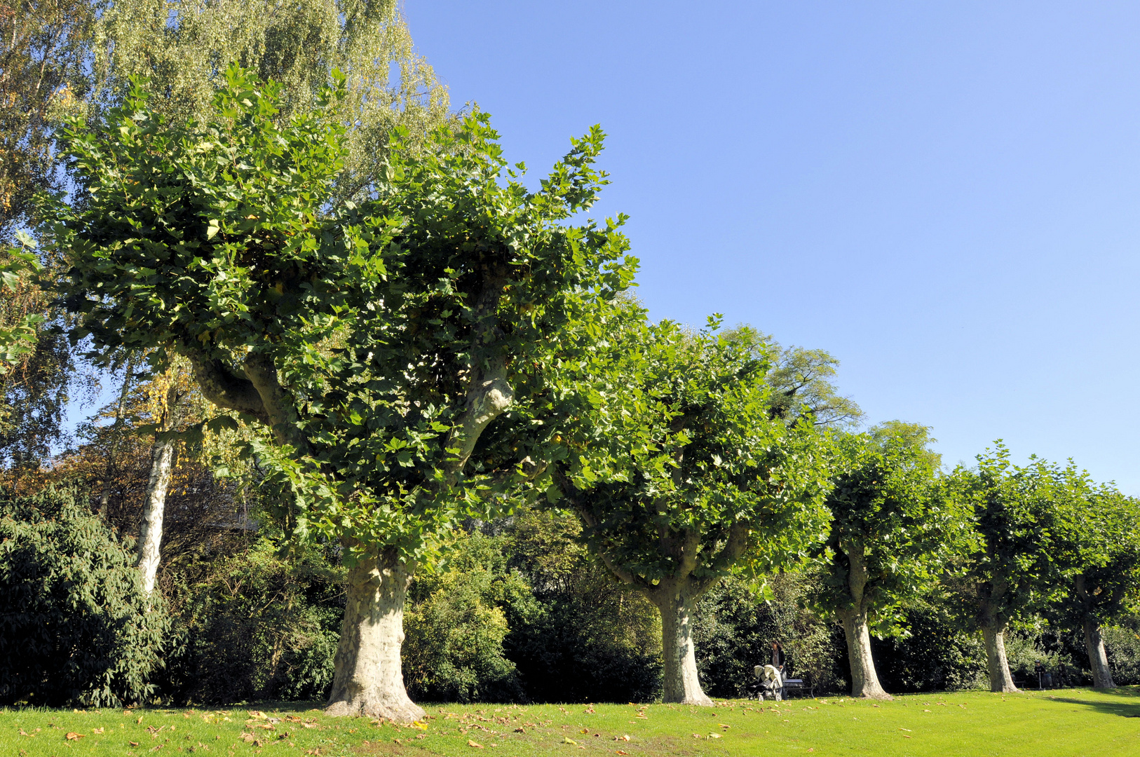 Herbst in Saarbrücken -Am Staden