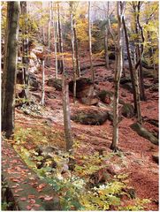 Herbst in Sachsen