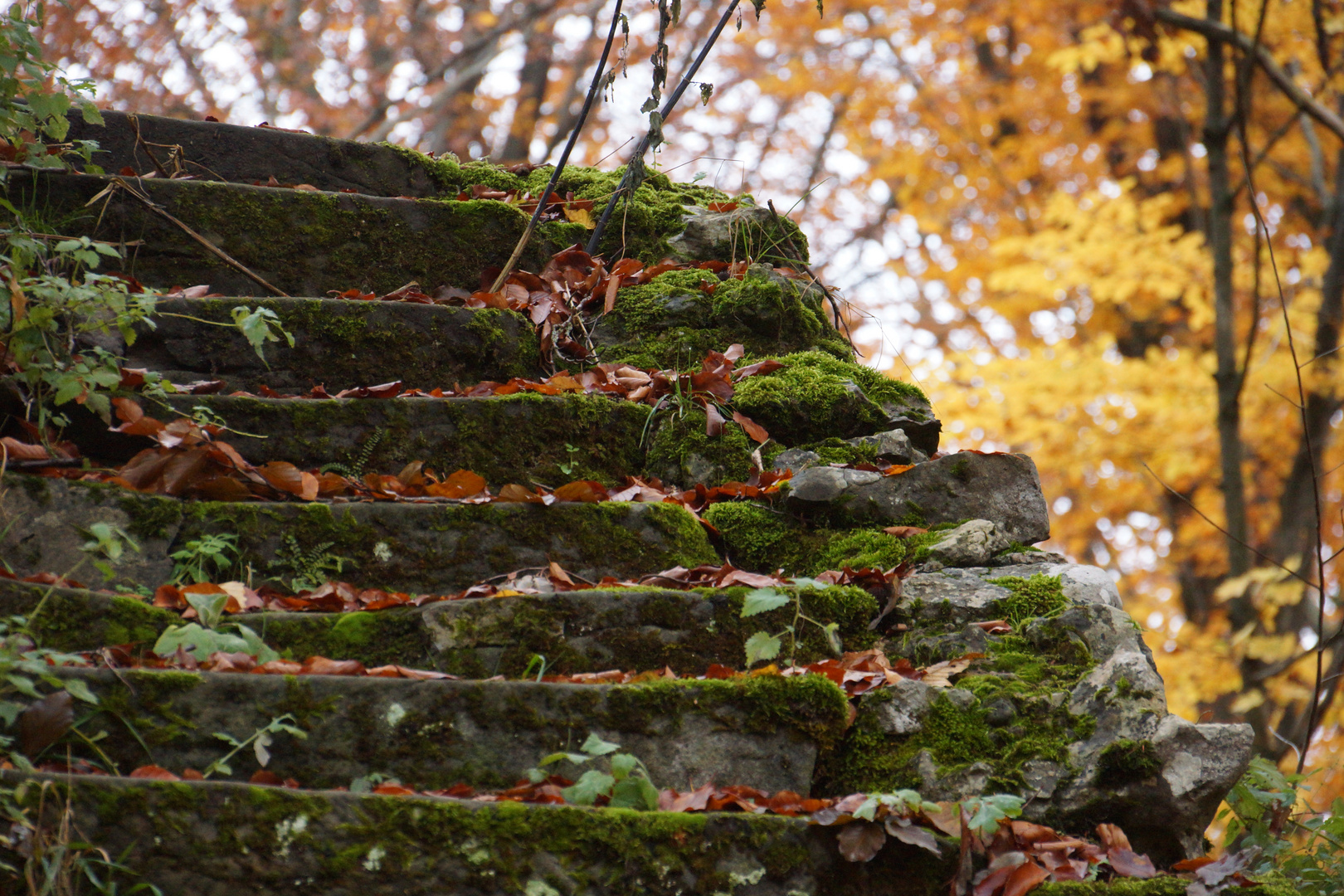 Herbst in Sanspareil