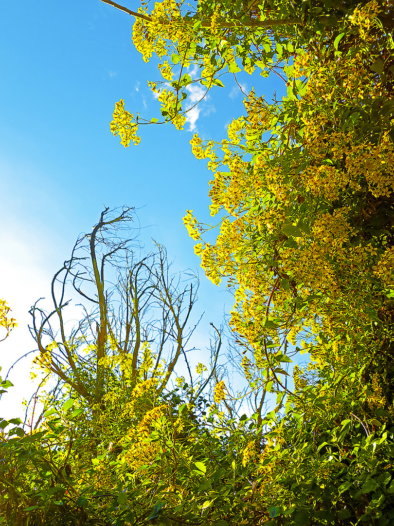 Herbst in Sardinien   /   autunno in Sardegna   (13)