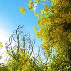 Herbst in Sardinien   /   autunno in Sardegna   (13)