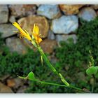 Herbst in Sardinien   /   autunno in Sardegna   (14)