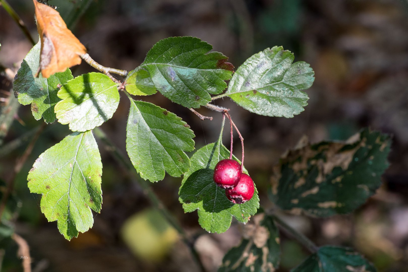 Herbst in Schleswig-Holstein