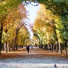 Herbst in Schönbrunn