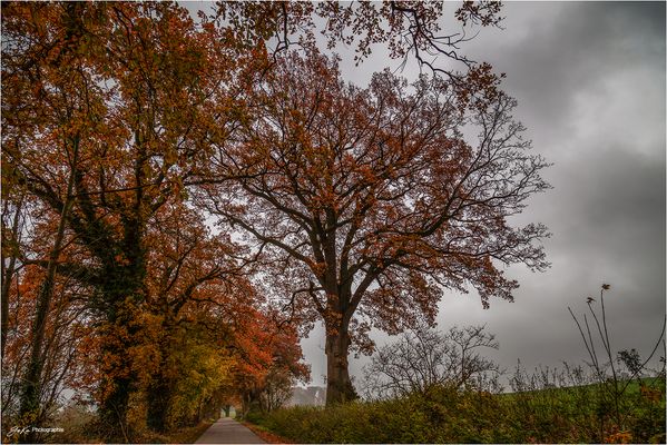 Herbst in Schrevenborn