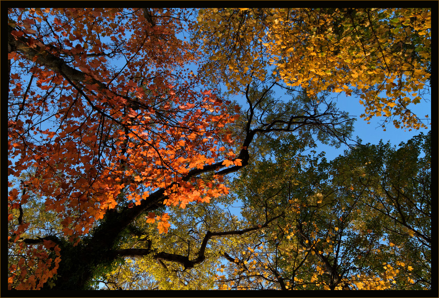 Herbst in Schwarz-Rot-Gold