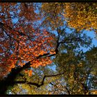 Herbst in Schwarz-Rot-Gold