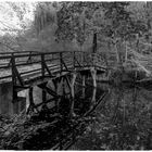 Herbst in Schwarz-Weiss