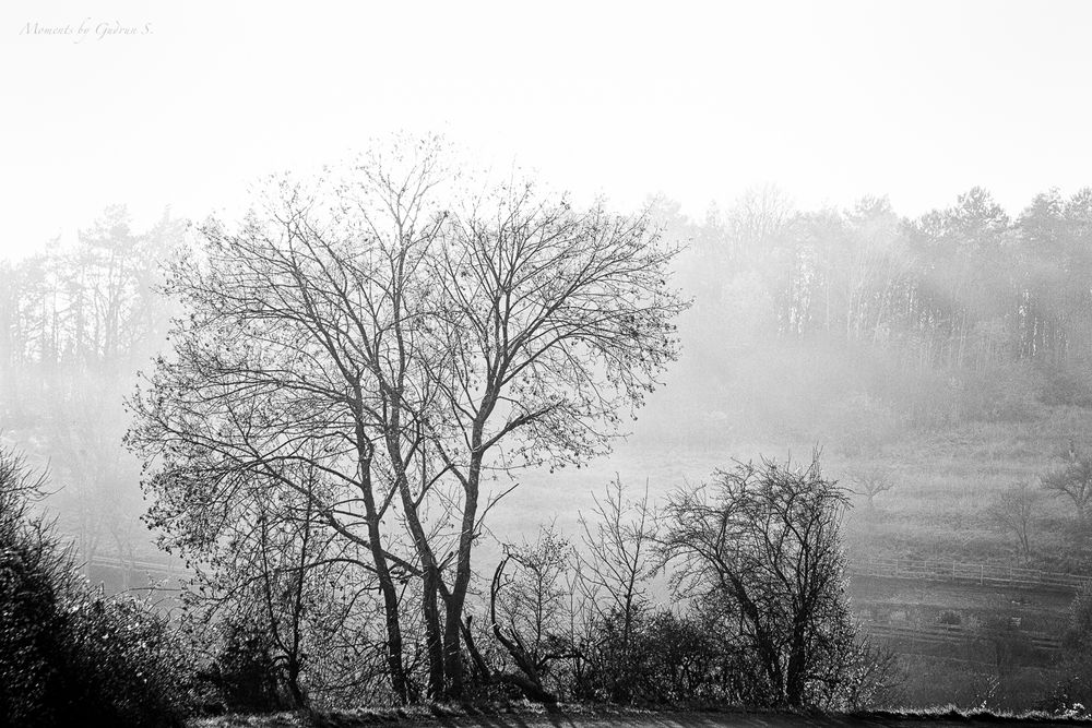 Herbst in schwarz/weiß