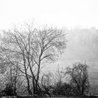 Herbst in schwarz/weiß