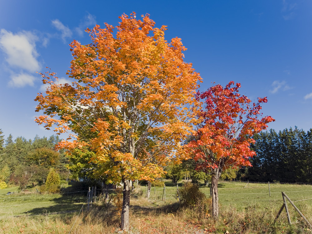 Herbst in Schweden