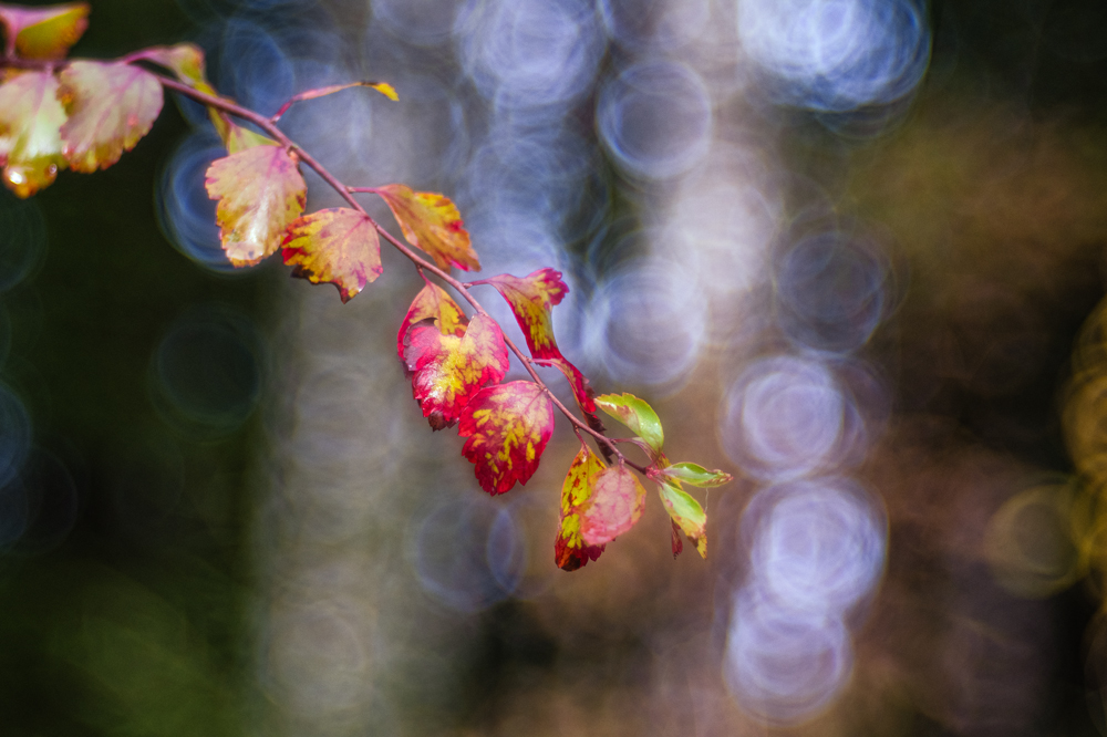 Herbst in Schweden