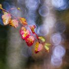 Herbst in Schweden