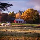 Herbst in Schweden