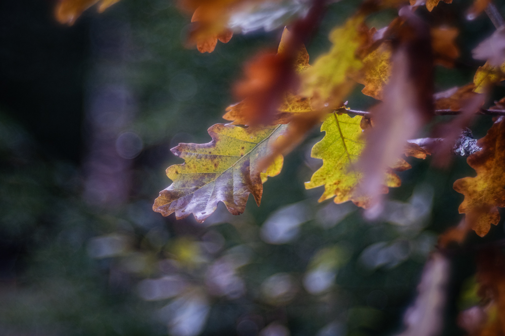 Herbst in Schweden