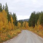 Herbst in schwedisch Lappland