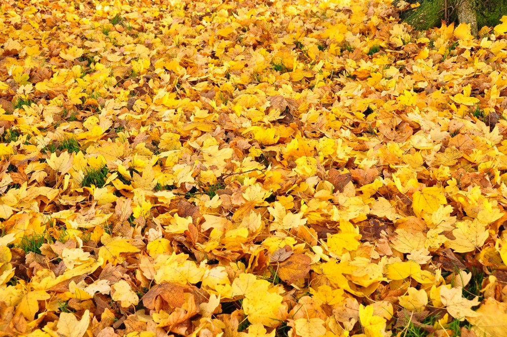 Herbst in seinen Farben