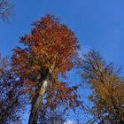 Herbst in seinen schönsten Farben