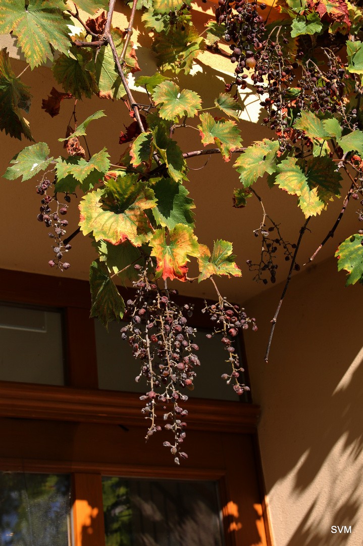 Herbst in seinen schönsten Farben,