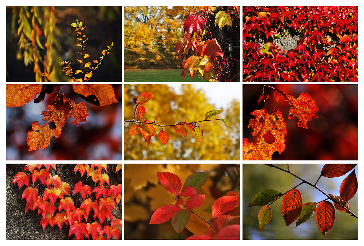 Herbst in seinen schönsten Farben