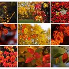 Herbst in seinen schönsten Farben