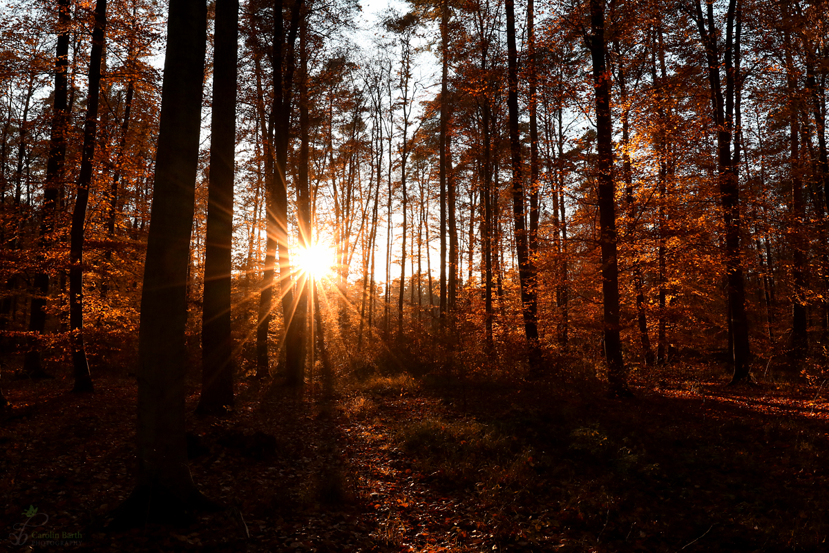 Herbst in seiner ganzen Pracht