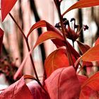 Herbst in seiner ganzen Schönheit