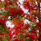 Herbst in seiner schönen Pracht……