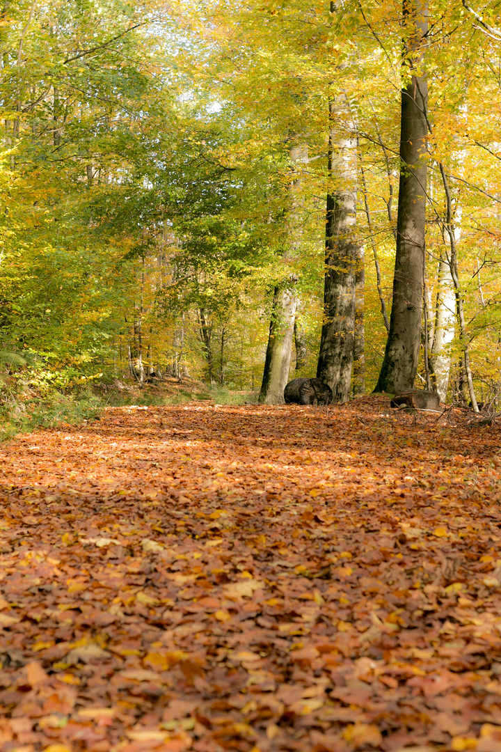 Herbst in seiner schönsten Form