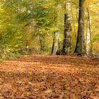 Herbst in seiner schönsten Form