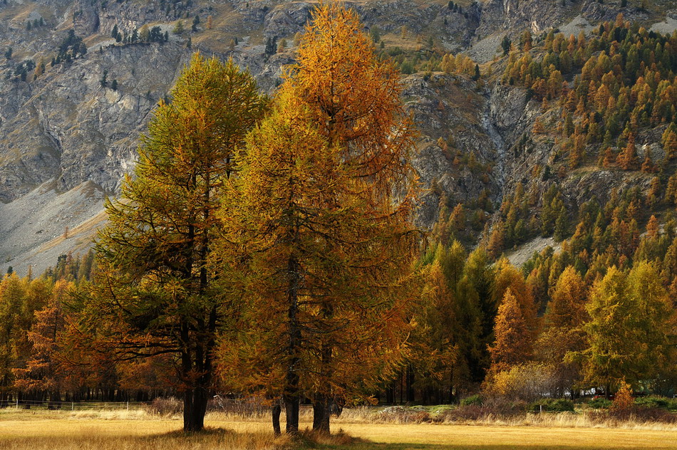 Herbst in Silvaplana