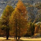 Herbst in Silvaplana