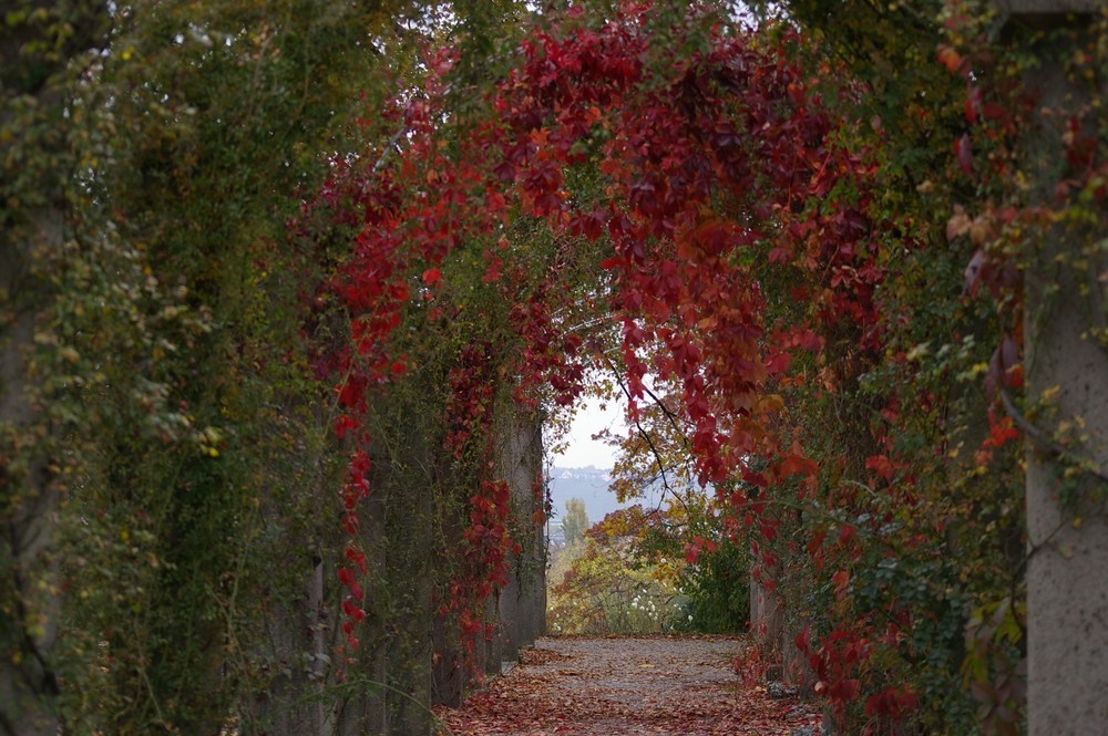 herbst in stuttgart schlossgarten