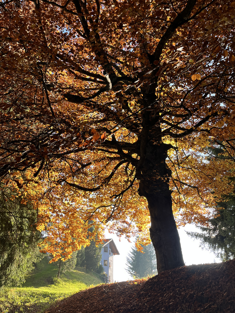 Herbst in Südtirol