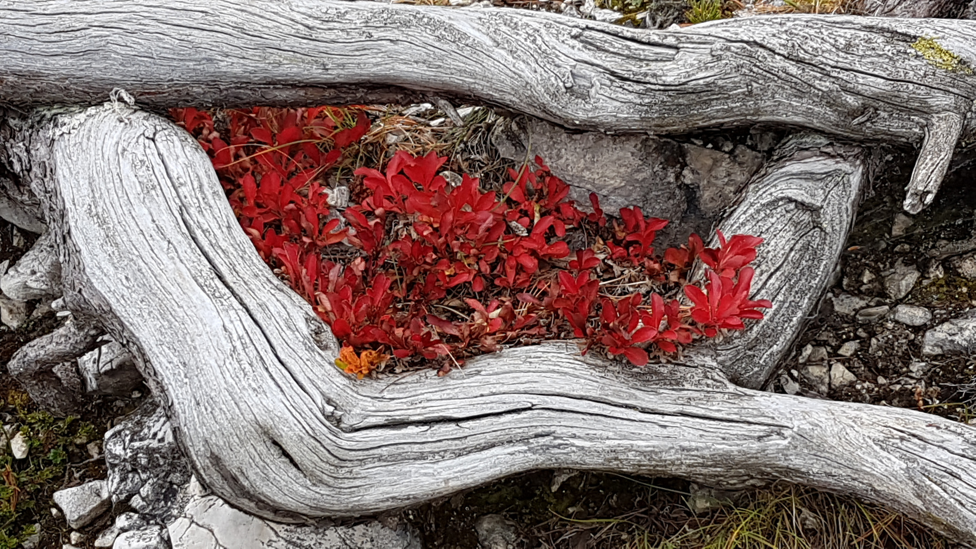 Herbst in Südtirol